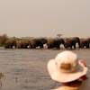 elephants crossing @ njazanga