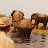 elephants on river