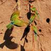 White fronted bee eater colony